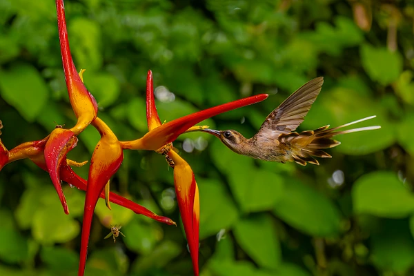 A graceful hummingbird hovering near bright red and yellow flowers in a lush green setting.