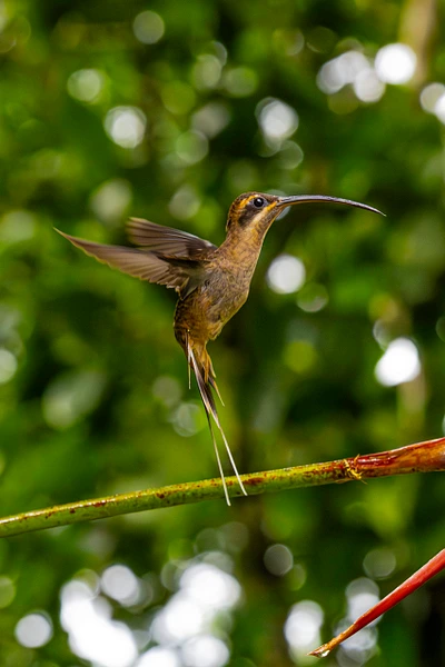 A graceful hummingbird captured mid-flight near lush tropical foliage.