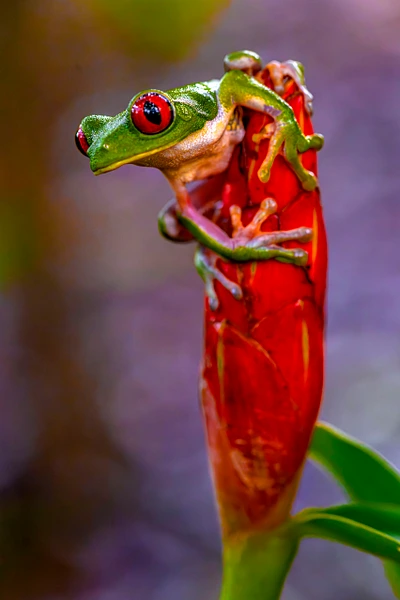 A vibrant green frog perched on a striking red flower, showcasing its beauty and intricate details.
