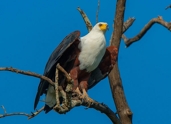 A majestic eagle perched on a gnarled branch under a clear blue sky.