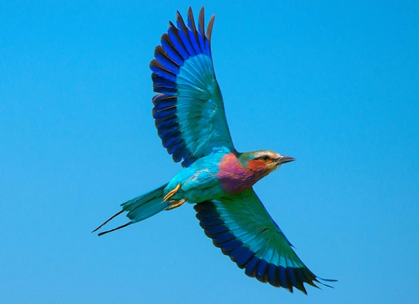 A vibrant bird soaring gracefully against a clear blue sky, showcasing its colorful plumage.