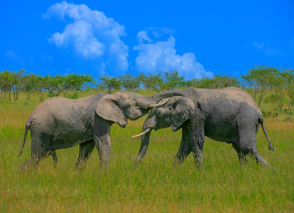 Two elephants playfully interacting in a lush savanna under a blue sky.
