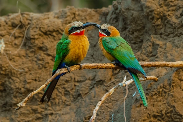 Two colorful birds sharing an affectionate moment on a branch.