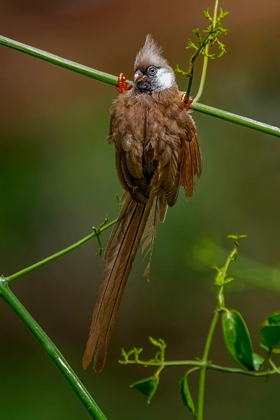 A unique bird with soft brown plumage resting on a slender green stem amidst lush foliage.