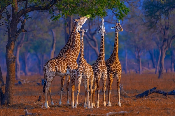 A group of graceful giraffes stretching their necks to reach leaves from a tree in a tranquil savanna landscape.