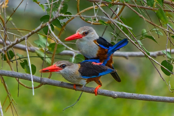 Two colorful birds perched closely on a branch, showcasing vibrant plumage.