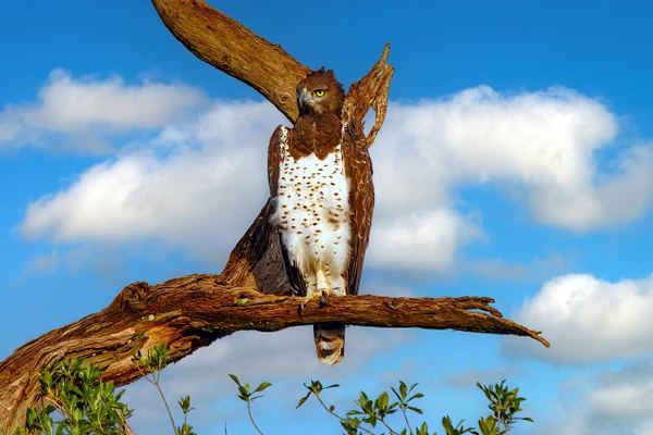 A majestic hawk perched on a weathered branch against a bright blue sky.