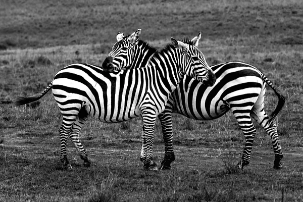Two zebras nuzzling each other in a serene grassland setting, captured in monochrome.