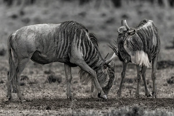 Two wildebeests engaged in an intense encounter in monochrome, showcasing their unique features.