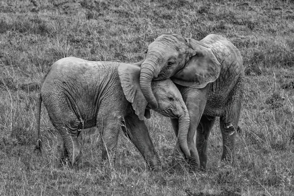 Two young elephants embracing affectionately in a serene grassland.