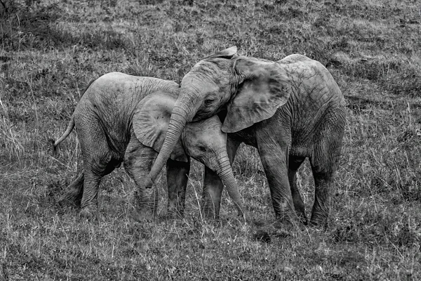 Two young elephants embracing each other in a tender moment captured in monochrome.