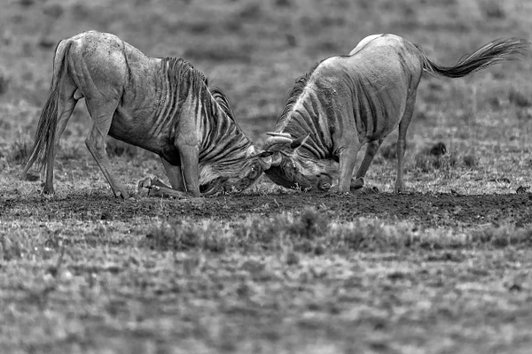 Two wildebeests locked in a fierce clash, showcasing their strength and determination.