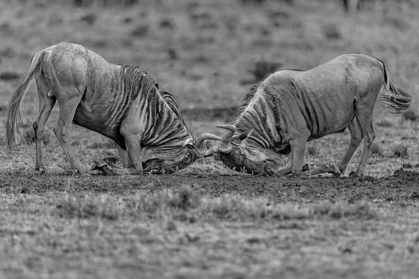 Two wildebeests engaged in a fierce clash with locked horns in a dramatic black and white setting.