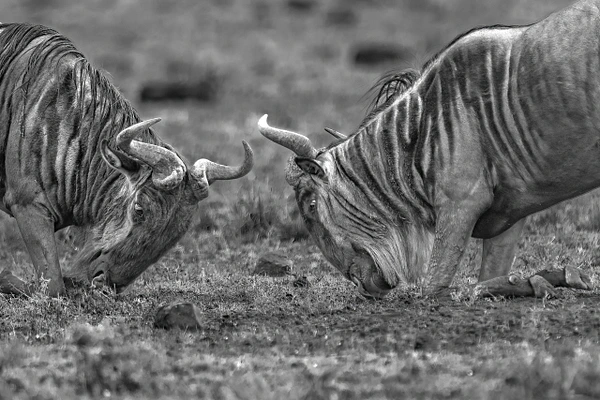Two wildebeests engaged in a fierce clash, their horns locked together in a dramatic moment.