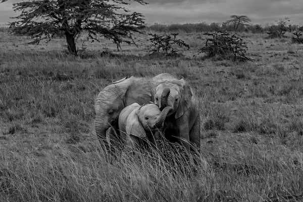 Heartwarming black and white image of an adult elephant and its calf sharing an affectionate moment in a grassy landscape.