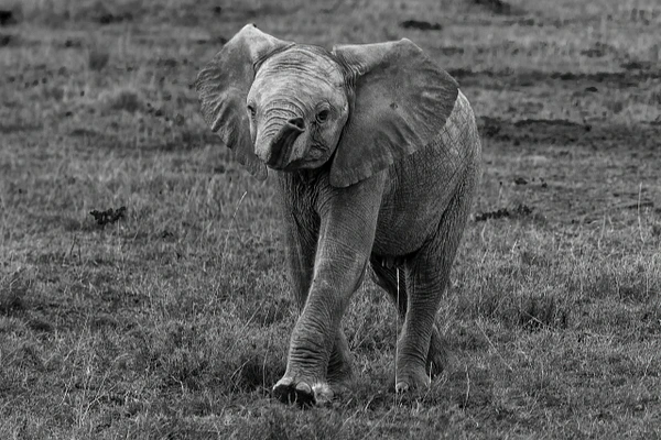 A playful elephant calf walking through grassy terrain in a serene landscape.
