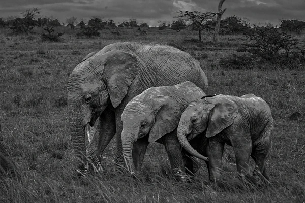 Black and white image of a nurturing elephant with two calves in a grassy landscape.