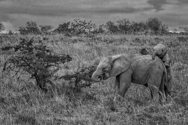 A tender moment between an adult elephant and its playful calf in a grassy landscape captured in black and white.