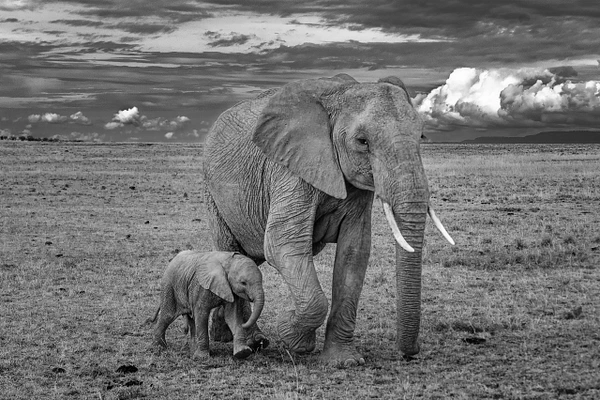 A majestic elephant and its playful calf walking together across a grassy landscape in black and white.