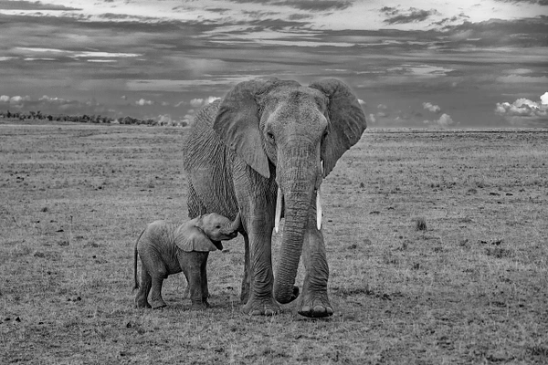 A majestic elephant stands protectively beside its playful calf in a serene grassland setting.