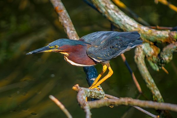 DSC_0157 copy - Florida - Michael Weinman Photography