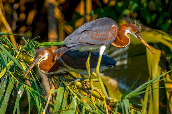 DSC_0194a copy - Florida - Michael Weinman Photography