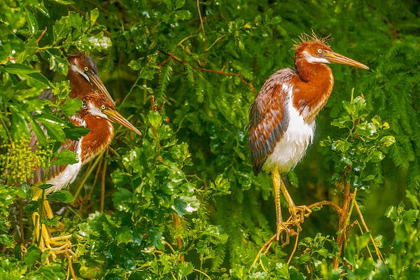 DSC_0253 copy - Florida - Michael Weinman Photography