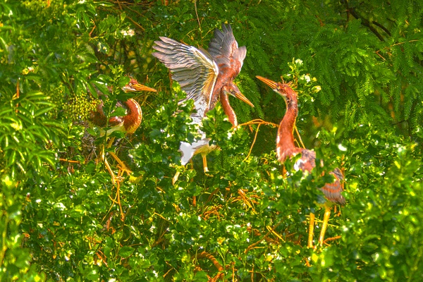 DSC_0277 copy - Florida - Michael Weinman Photography