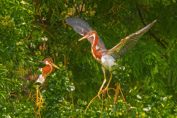 DSC_0286 copy - Florida - Michael Weinman Photography