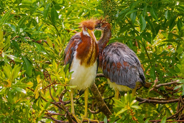 DSC_0386 copy - Florida - Michael Weinman Photography