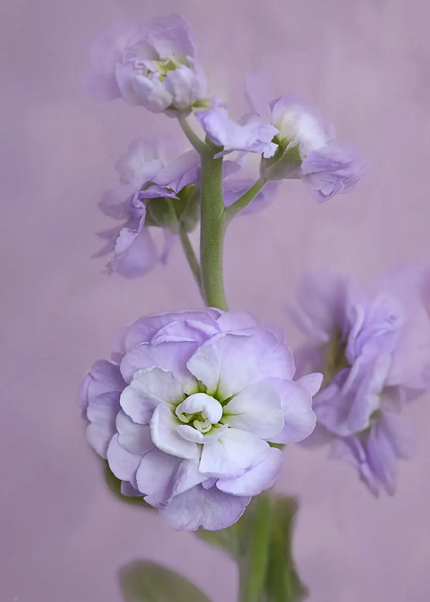 A close-up of delicate purple stock flowers with soft petals against a light background.