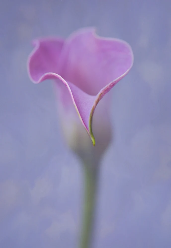 Pink Calla Lily