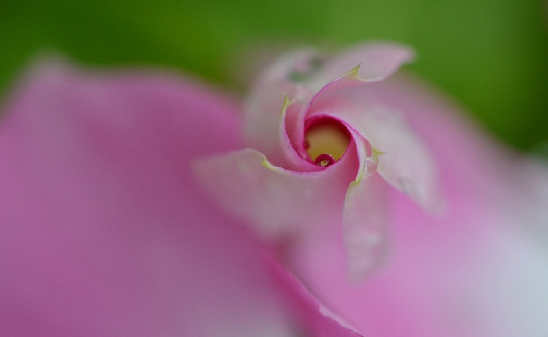 Bloom Collection