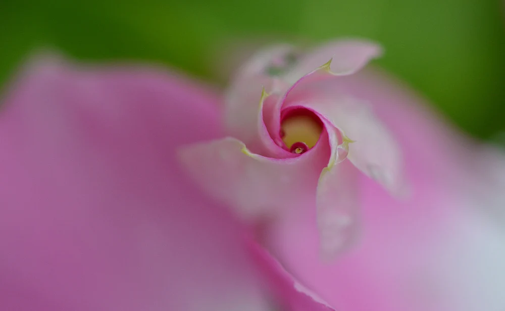 French Rose