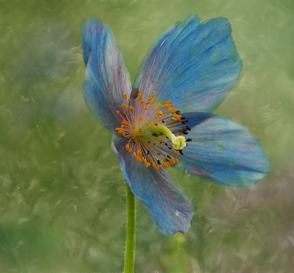 Sulphur Poppy
