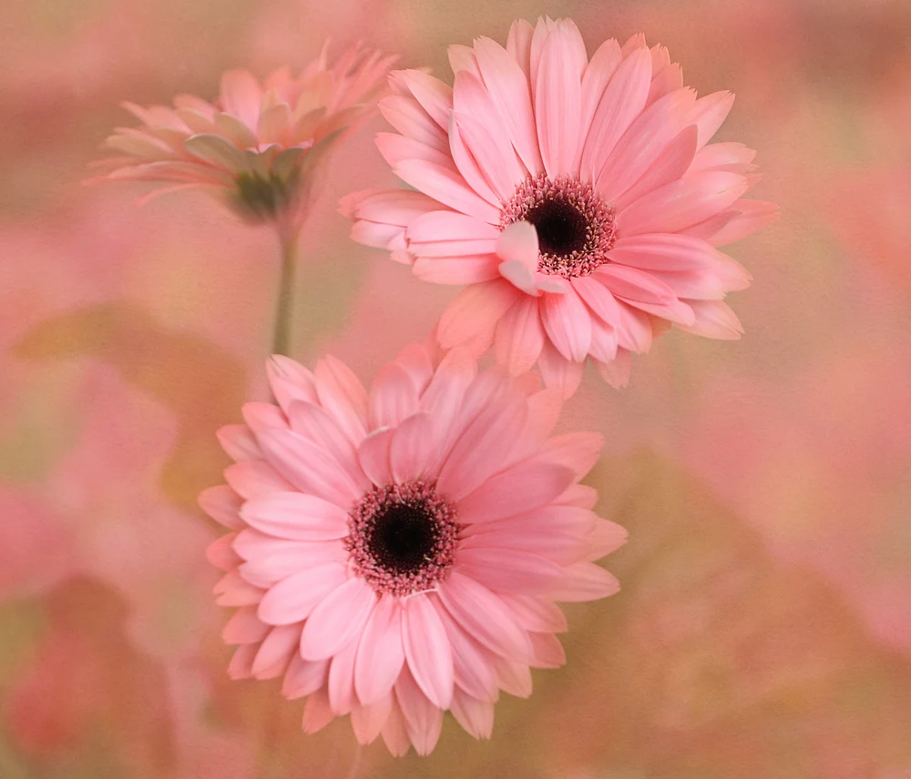 Three Daisies