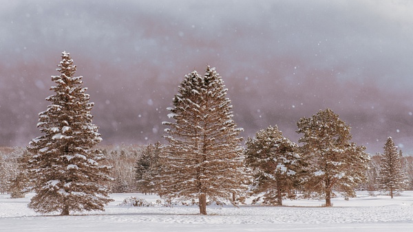 Winter Postcard-Bretton Woods, NH - Winter in New England - Jim Rothenberg
