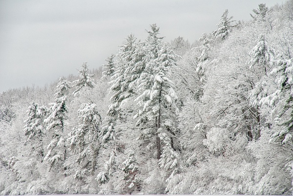 Winter Walden Woods - Winter in New England - Jim Rothenberg