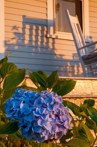Block Island-Hydrangea in Late Day Light - Website intro - Jim Rothenberg
