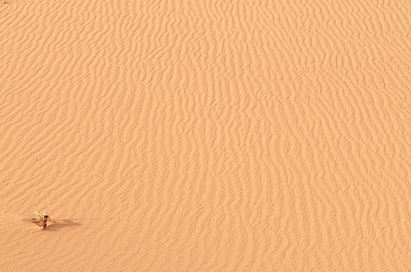 Sign of Life-Mesquite Sand Dunes - Nature - Jim Rothenberg