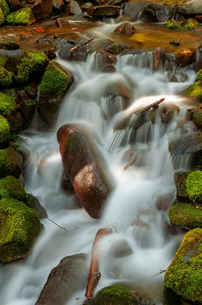 Along the Soleduck Trail - Nature - Jim Rothenberg
