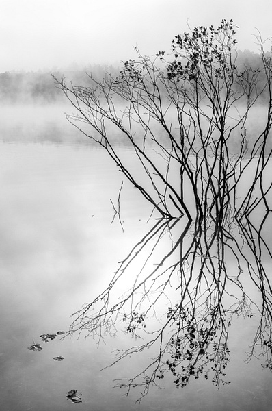 Foggy Fall Morning-Walden Pond - Black and White - Jim Rothenberg