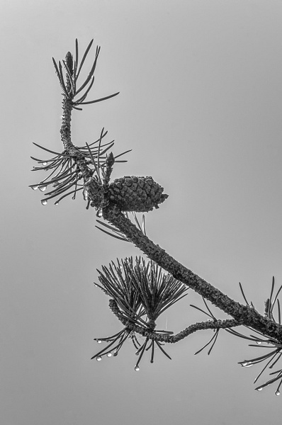 After the Rain-Yellowstone - Black and White - Jim Rothenberg