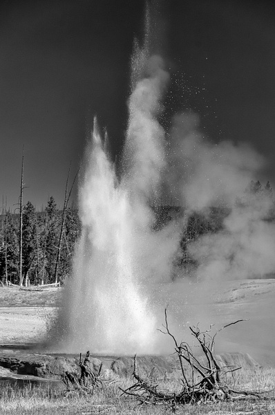 Spray - Black and White - Jim Rothenberg