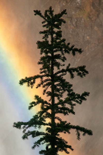 Rainbow &amp; Lodgepole Pine-Yellowstone - Website intro - Jim Rothenberg