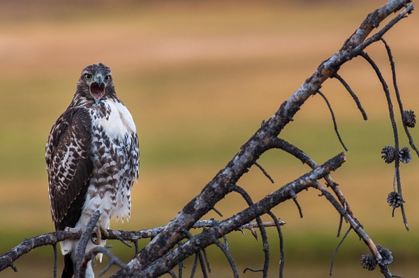 "That's Close Enough"-Yellowstone Osprey - Nature - Jim Rothenberg