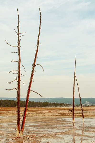 Four Trees-Yellowstone - Website intro - Jim Rothenberg
