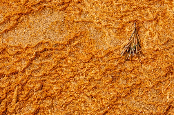 Sprig-Yellowstone National Park - Candid/Street/Still Life - Jim Rothenberg