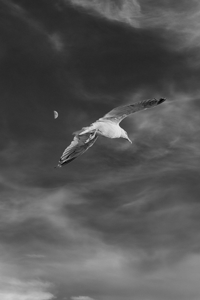 Moon Flight - Black and White - Jim Rothenberg