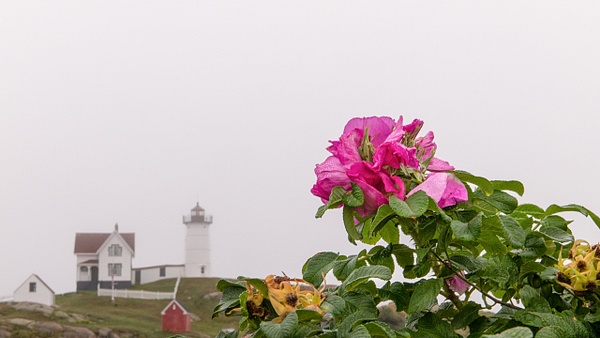 Rosa Ragusa &amp; Nubble Light - Summertime in York, Maine - Jim Rothenberg